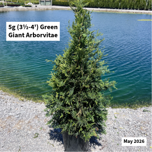 May 2026 5g Green Giant Arborvitae Website